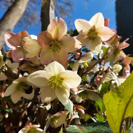 Rosa D' Inverno Piancastagnaio